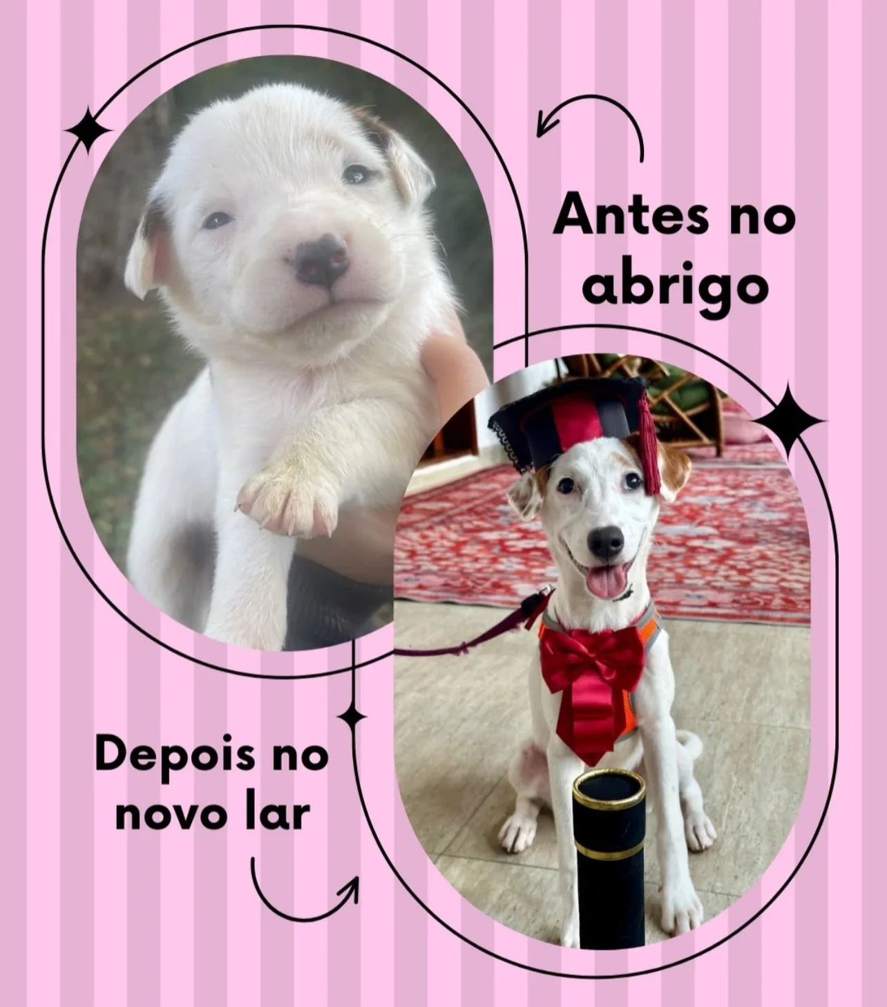 Transformação - Do abrigo ao novo lar