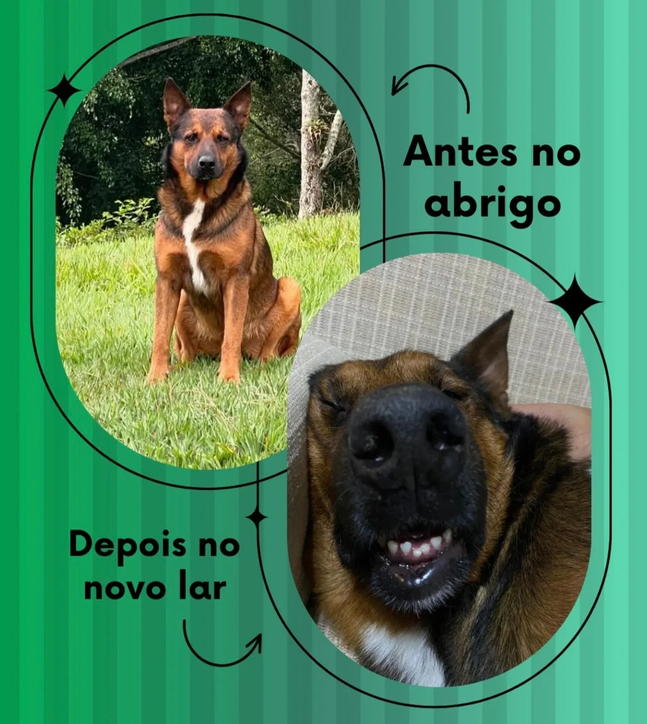 Transformação - Do abrigo ao novo lar